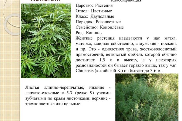 Тор blacksprut 5pw